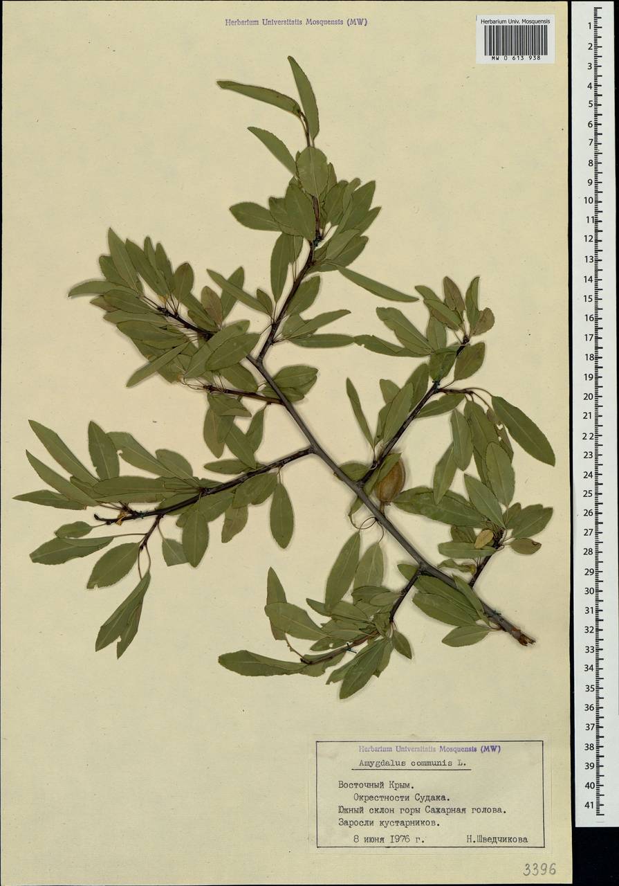 Prunus tenella Batsch, Crimea (KRYM) (Russia)