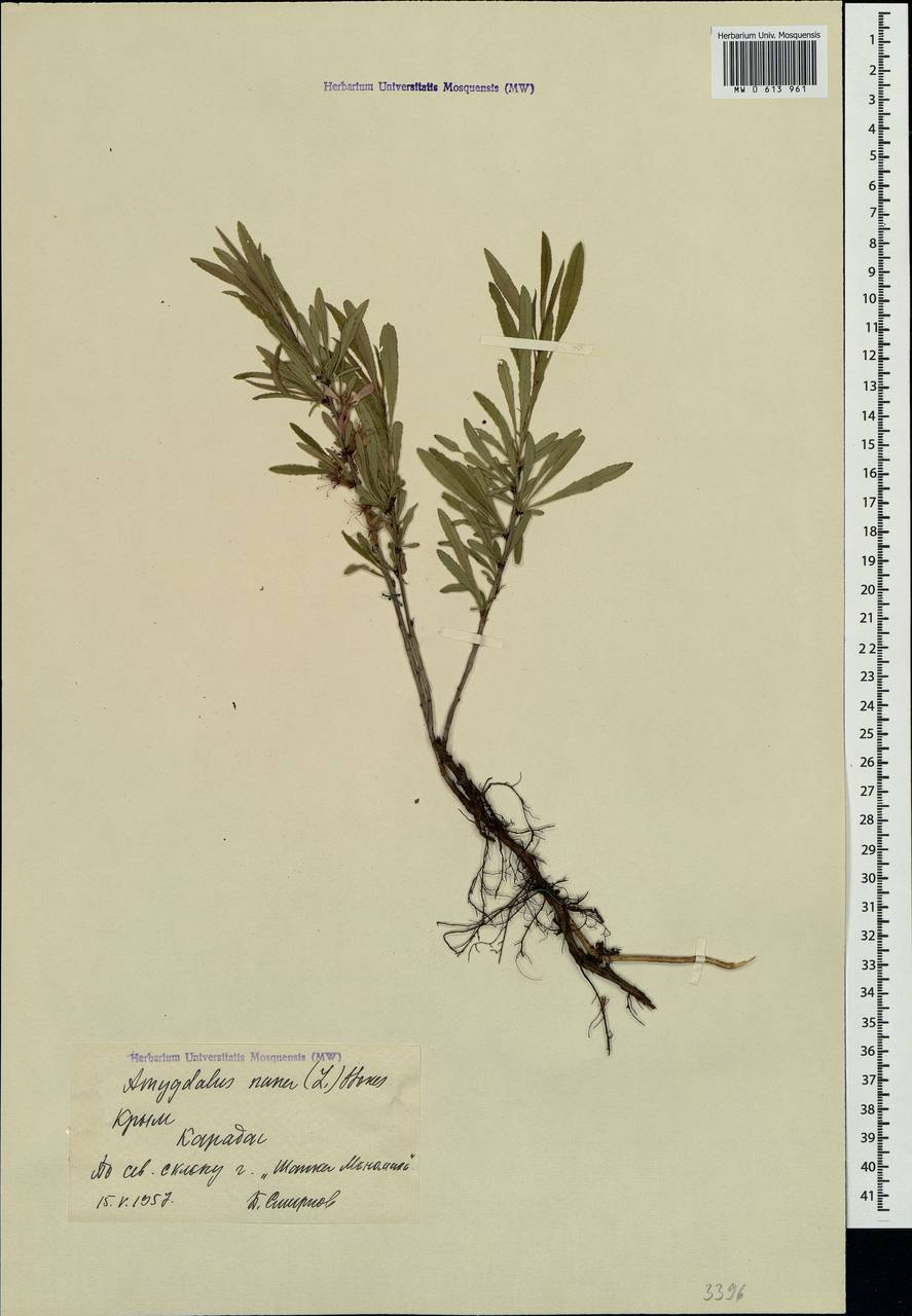 Prunus tenella Batsch, Crimea (KRYM) (Russia)