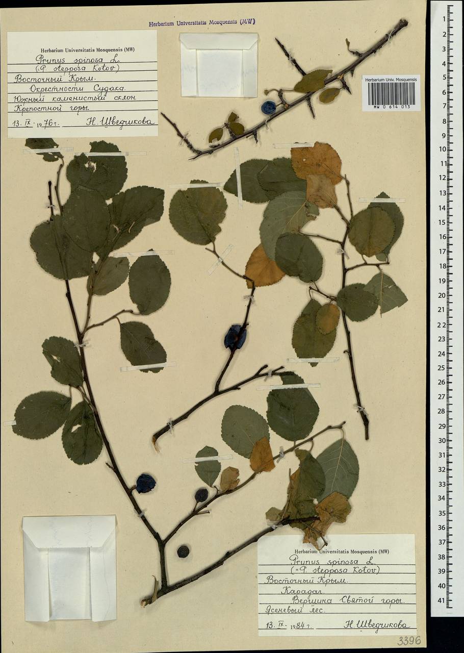 Prunus spinosa L., Crimea (KRYM) (Russia)