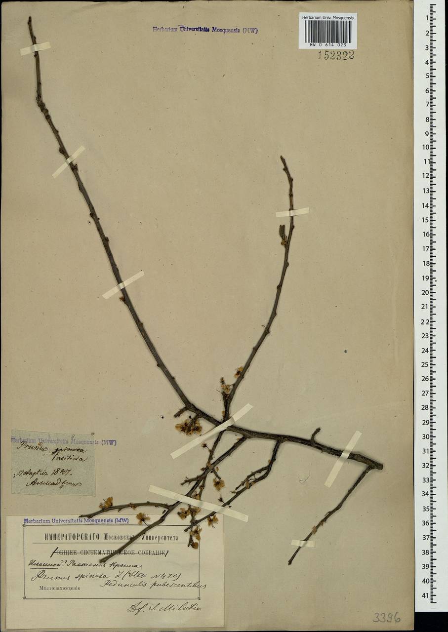 Prunus spinosa L., Crimea (KRYM) (Russia)
