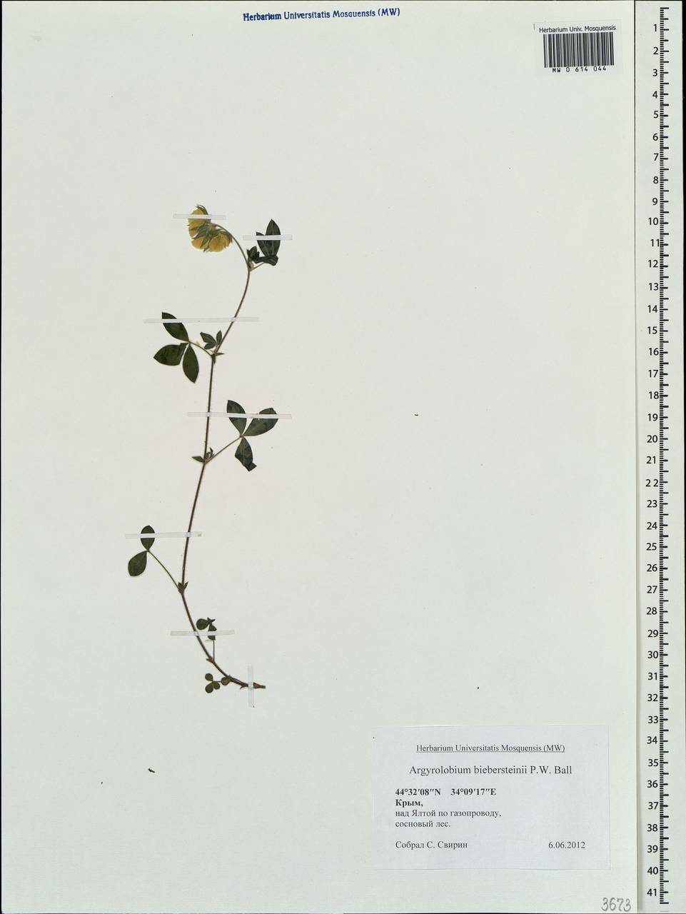 Argyrolobium biebersteinii P.W.Ball, Crimea (KRYM) (Russia)
