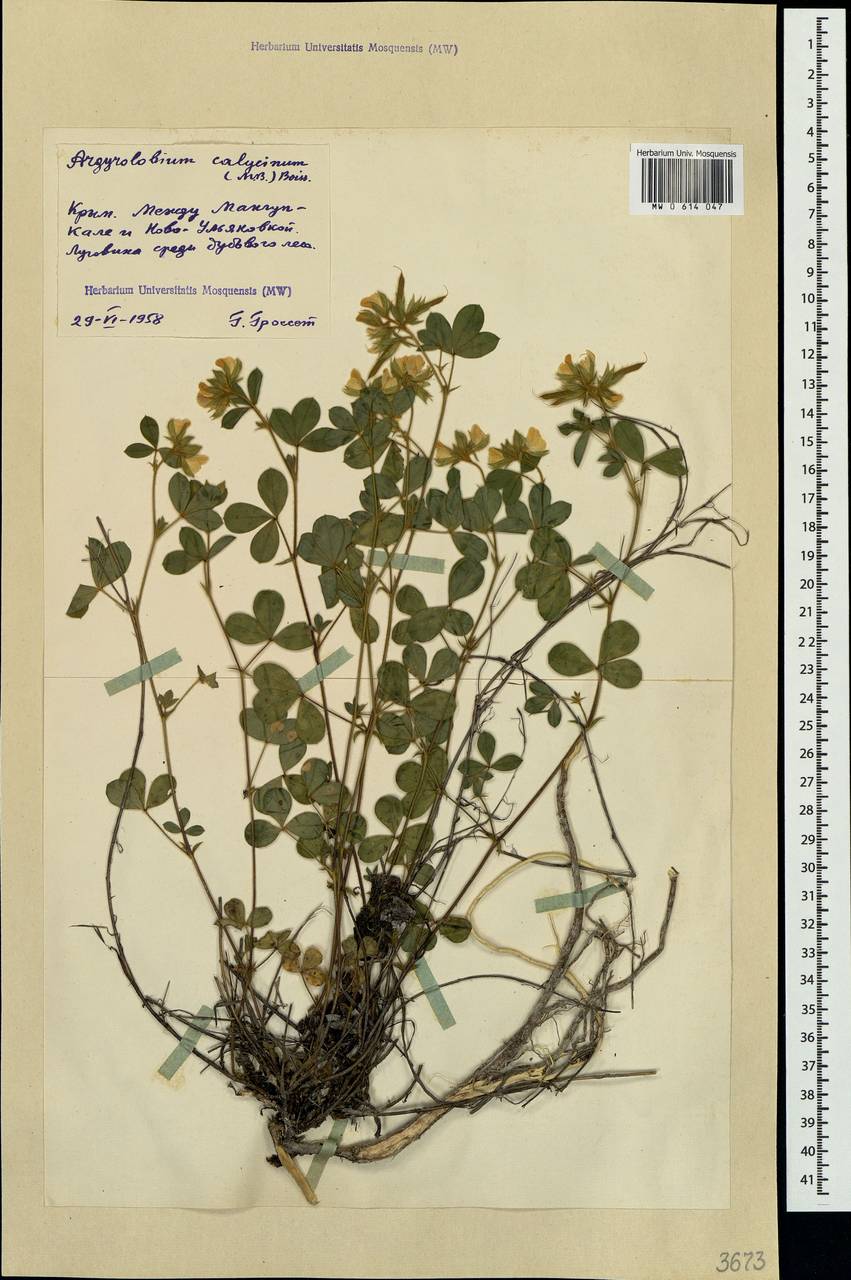 Argyrolobium biebersteinii P.W.Ball, Crimea (KRYM) (Russia)