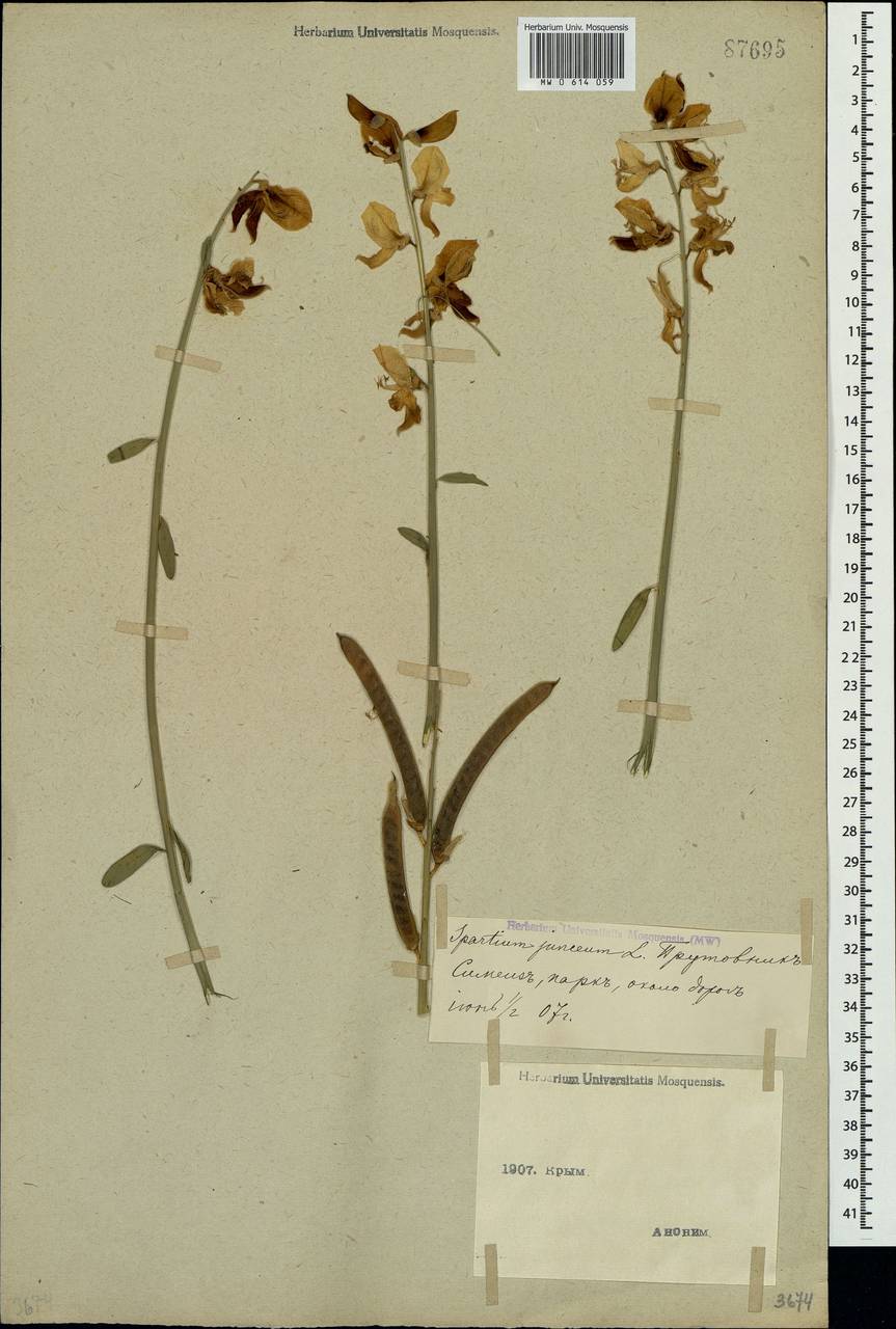 Spartium junceum L., Crimea (KRYM) (Russia)