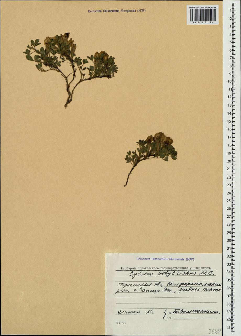 Chamaecytisus hirsutus subsp. polytrichus (M.Bieb.) Ponert, Crimea (KRYM) (Russia)