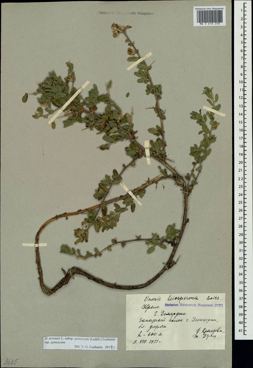 Ononis spinosa subsp. leiosperma (Boiss.)Sirj., Crimea (KRYM) (Russia)