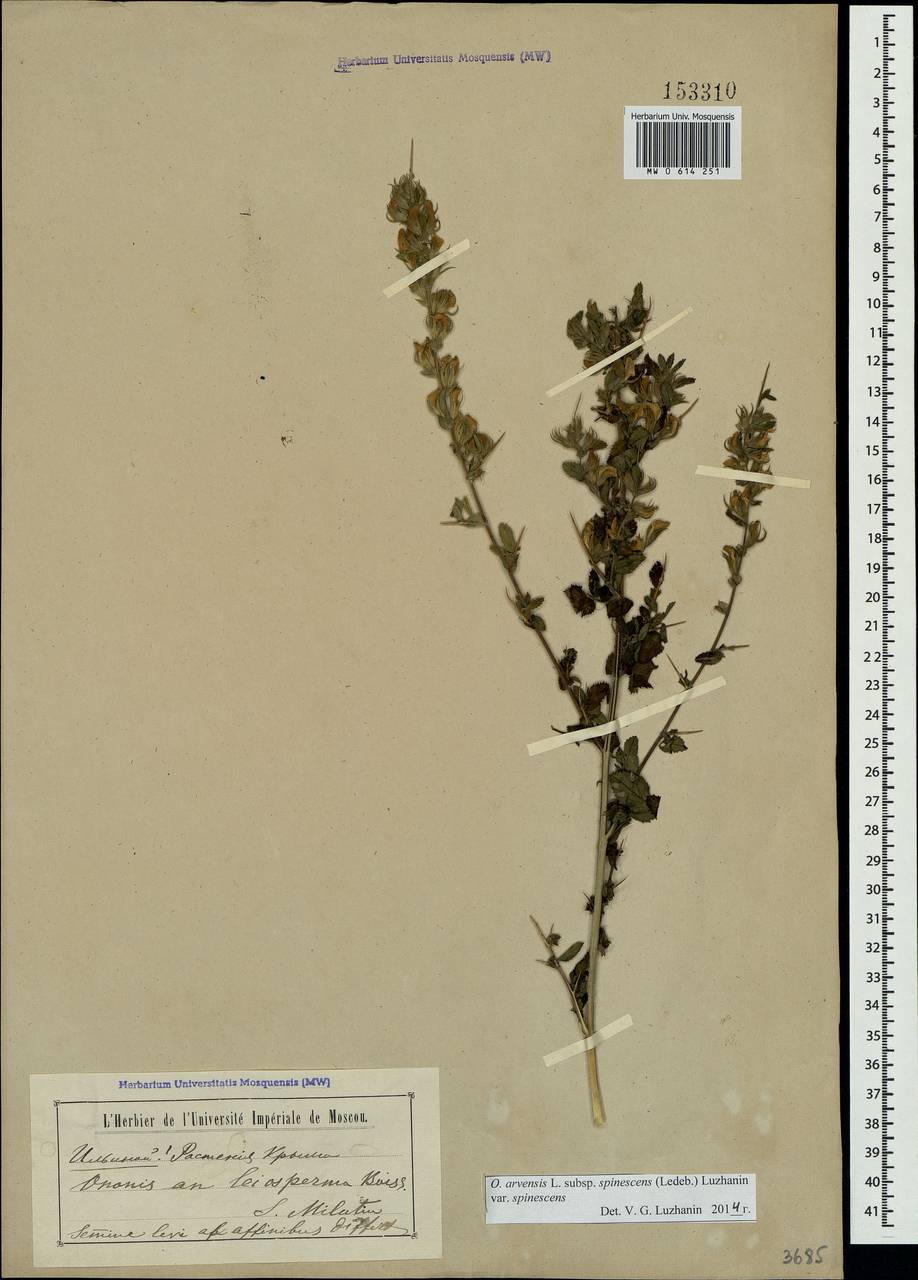 Ononis spinosa subsp. leiosperma (Boiss.)Sirj., Crimea (KRYM) (Russia)