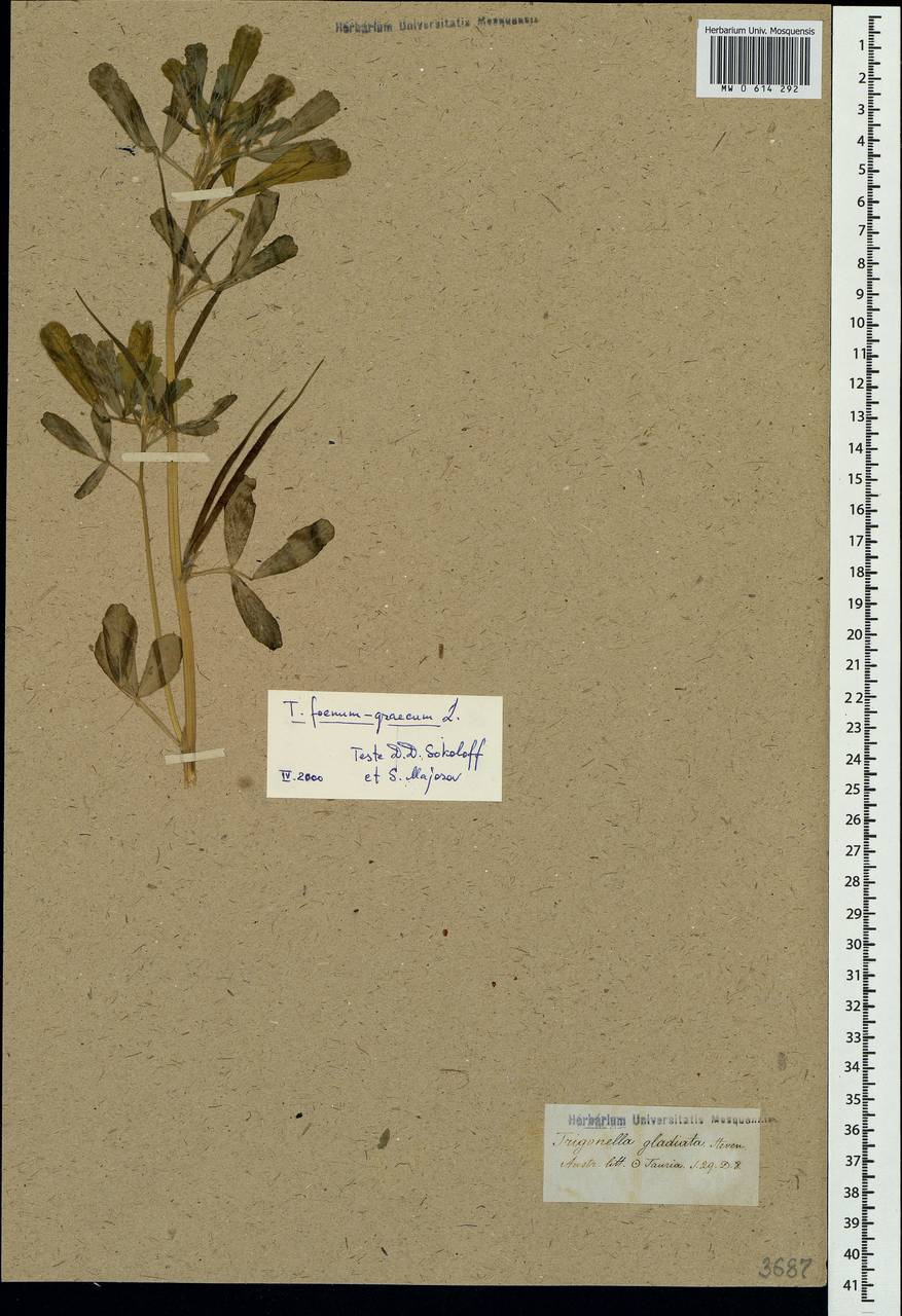 Trigonella foenum-graecum L., Crimea (KRYM) (Russia)