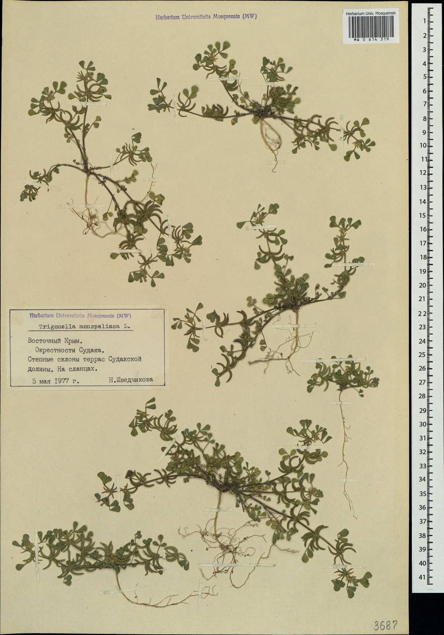 Medicago monspeliaca (L.)Trautv., Crimea (KRYM) (Russia)