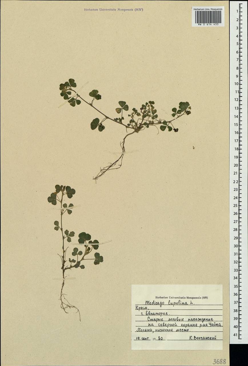 Medicago lupulina L., Crimea (KRYM) (Russia)