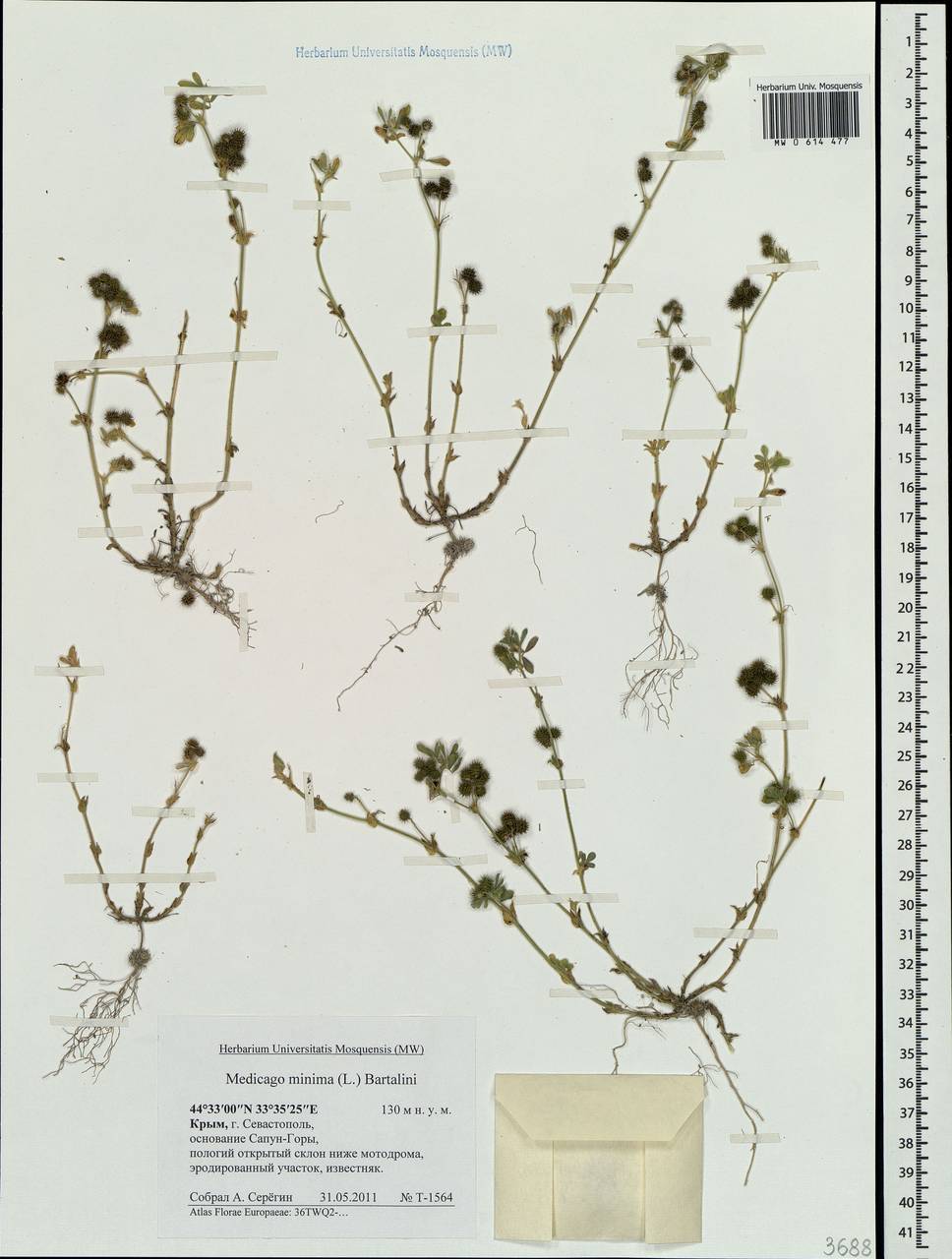 Medicago minima (L.) Bartal., Crimea (KRYM) (Russia)