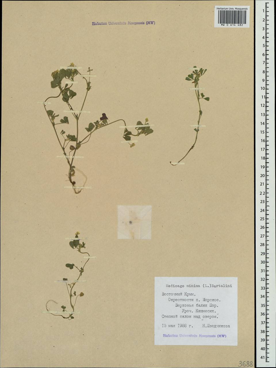 Medicago minima (L.)L., Crimea (KRYM) (Russia)