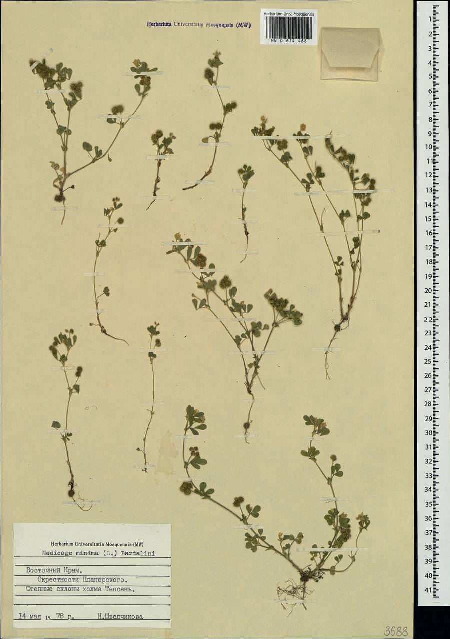 Medicago minima (L.)L., Crimea (KRYM) (Russia)