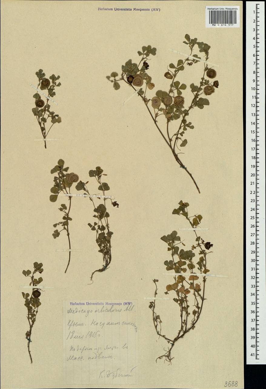 Medicago orbicularis (L.) Bartal., Crimea (KRYM) (Russia)