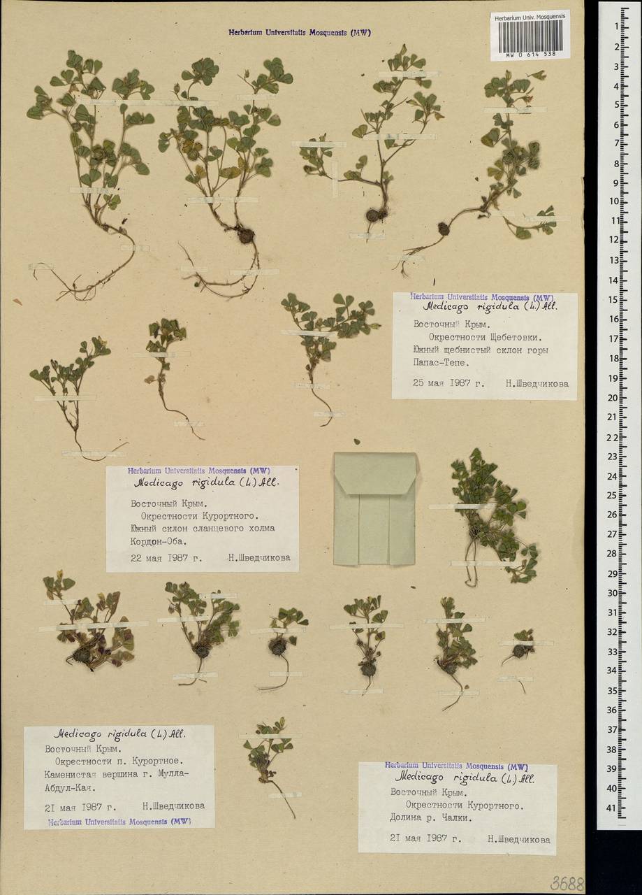 Medicago rigidula (L.)All., Crimea (KRYM) (Russia)