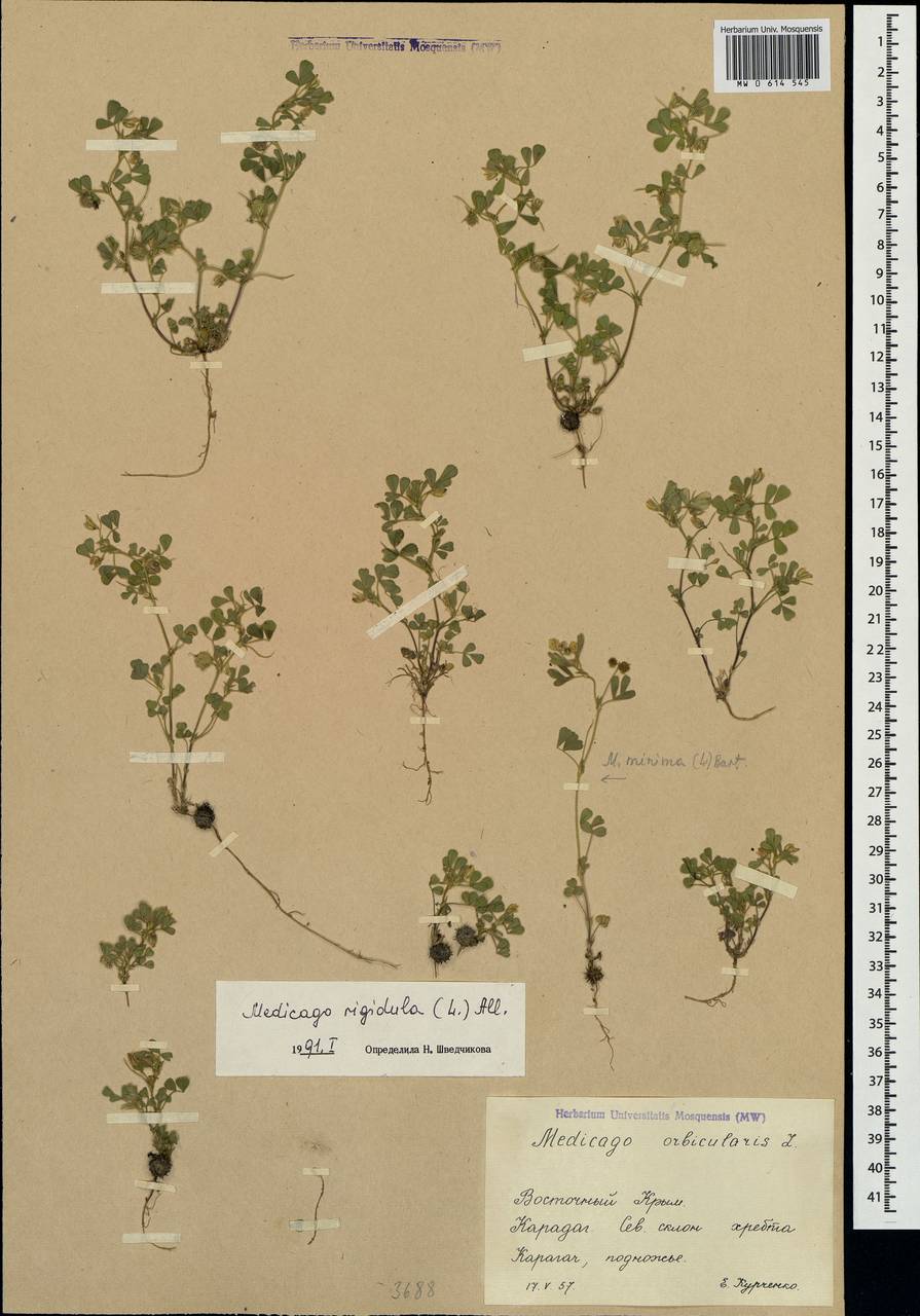 Medicago rigidula (L.)All., Crimea (KRYM) (Russia)
