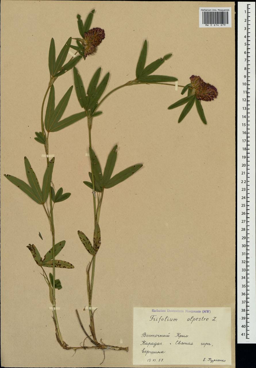 Trifolium alpestre L., Crimea (KRYM) (Russia)