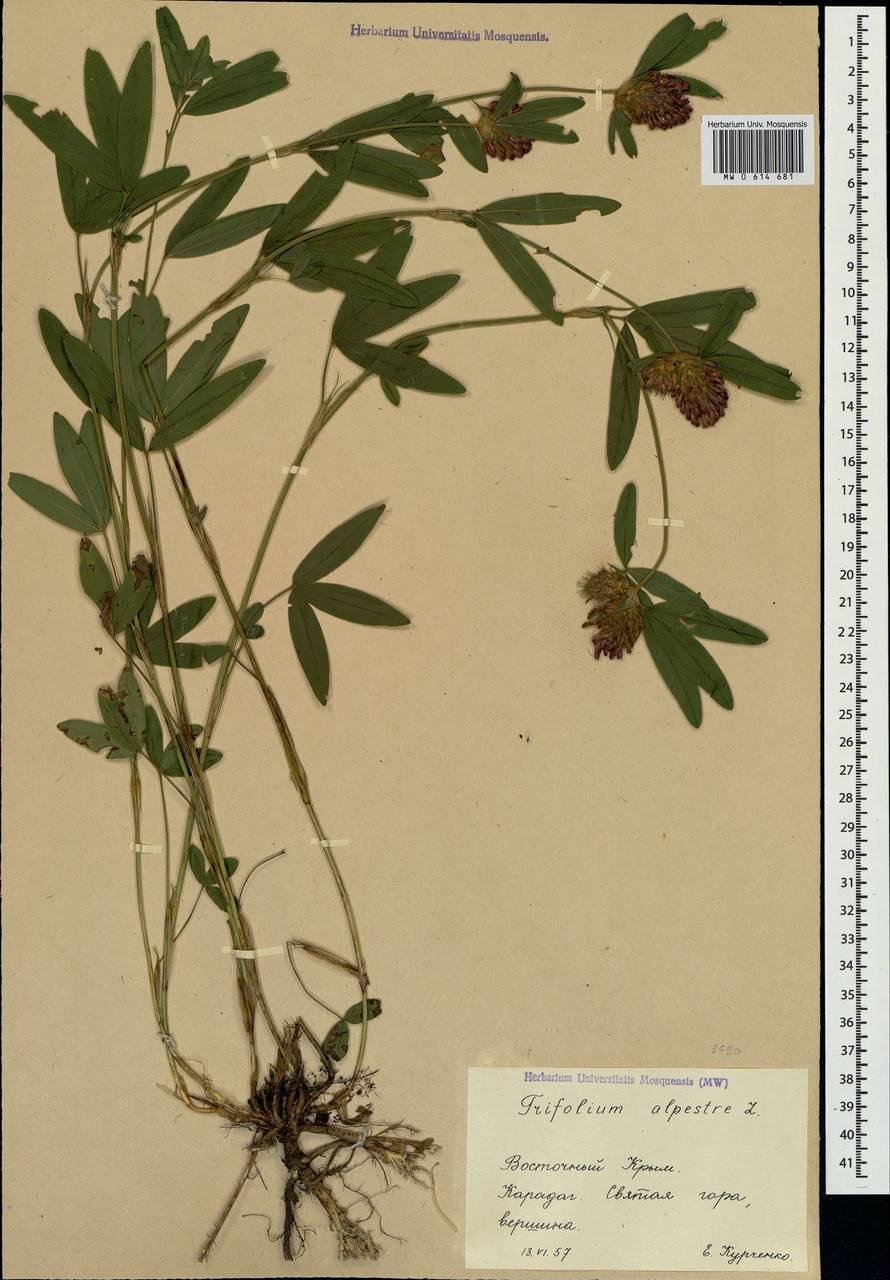 Trifolium alpestre L., Crimea (KRYM) (Russia)