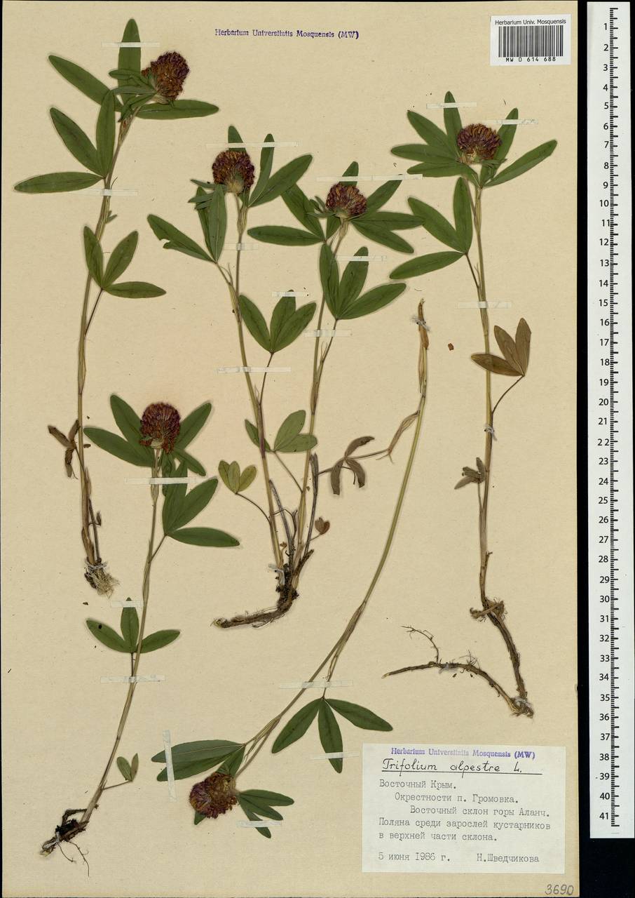 Trifolium alpestre L., Crimea (KRYM) (Russia)
