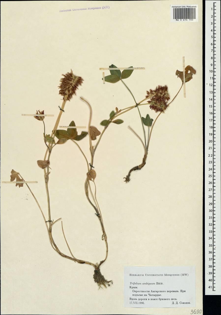 Trifolium ambiguum M.Bieb., Crimea (KRYM) (Russia)