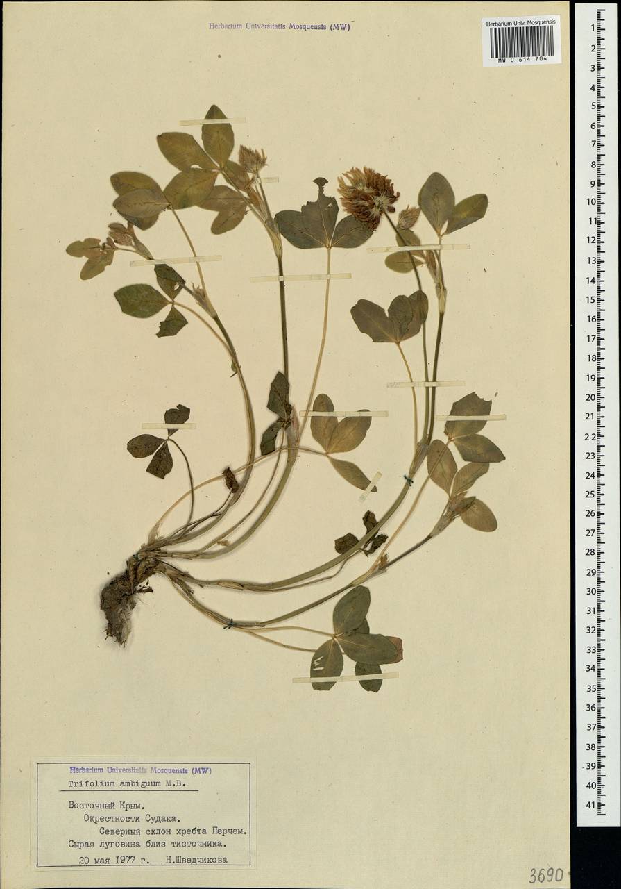 Trifolium ambiguum M.Bieb., Crimea (KRYM) (Russia)