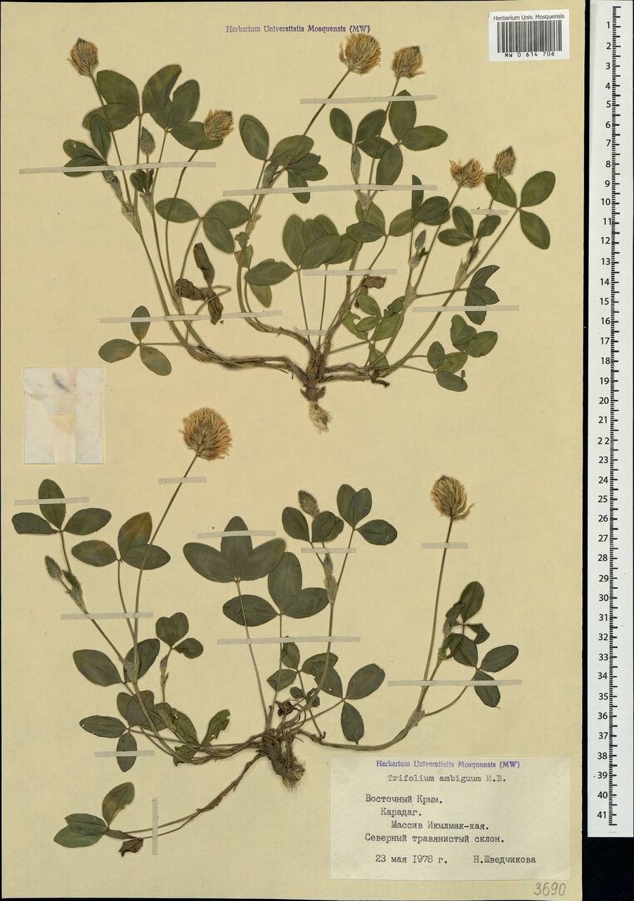 Trifolium ambiguum M.Bieb., Crimea (KRYM) (Russia)