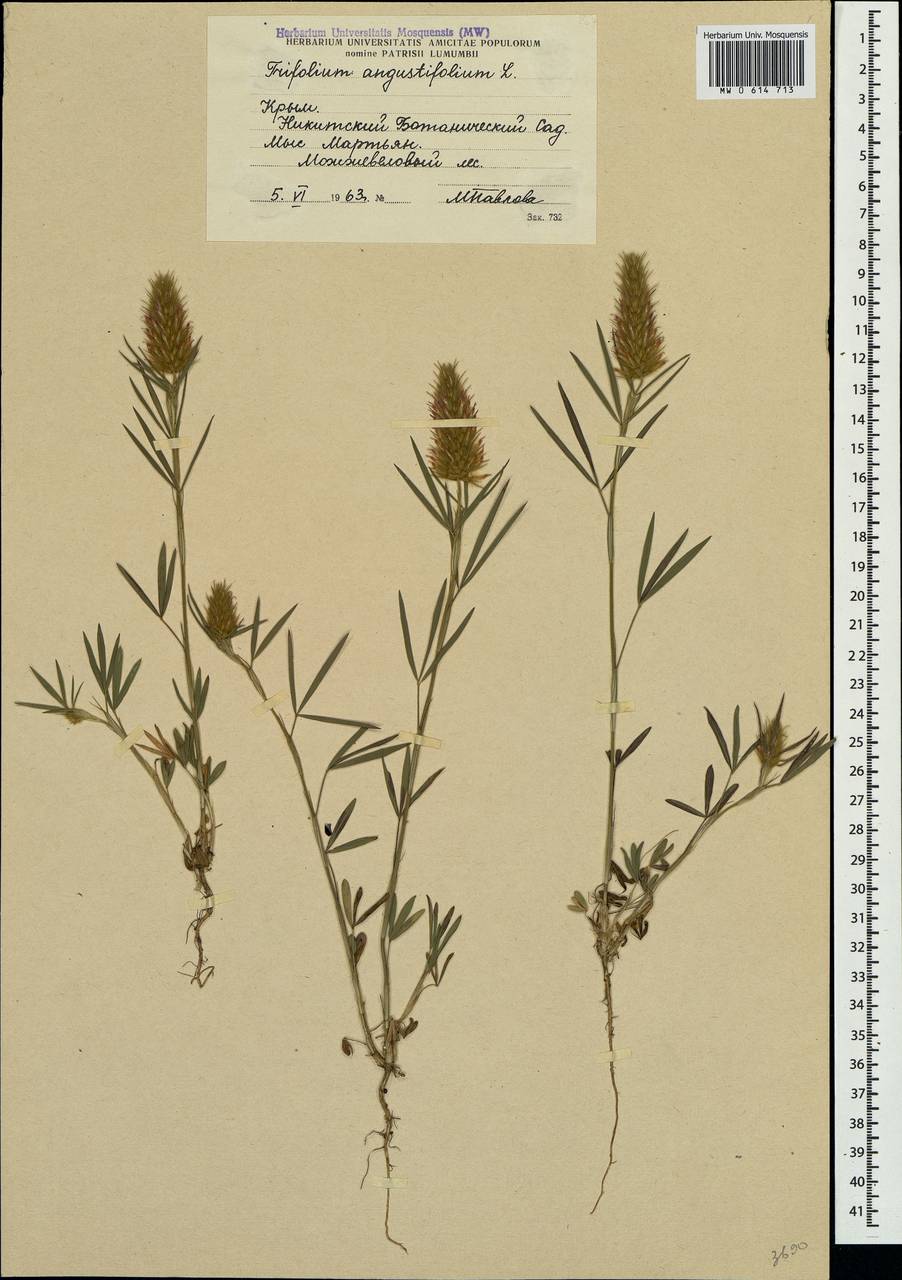 Trifolium angustifolium L., Crimea (KRYM) (Russia)