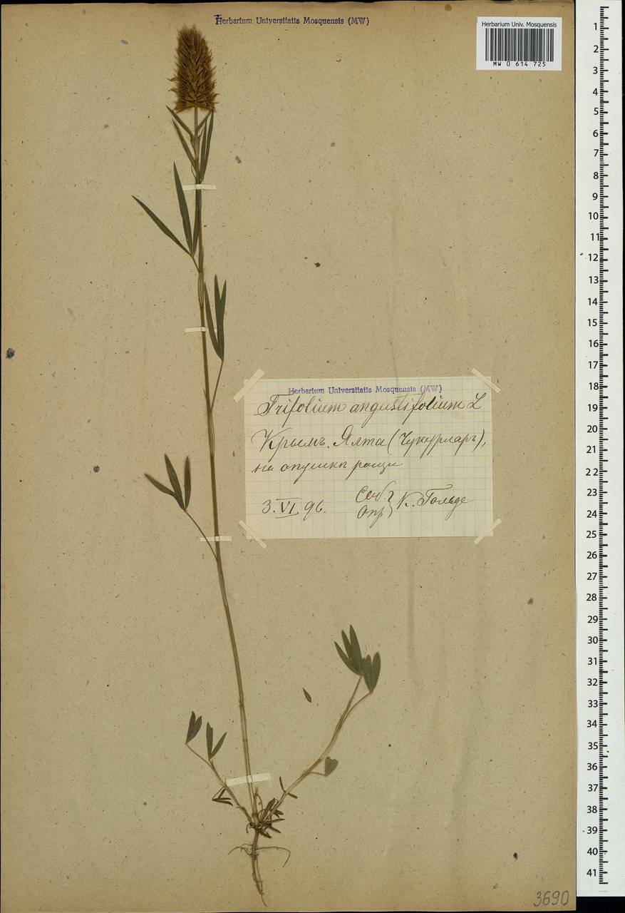 Trifolium angustifolium L., Crimea (KRYM) (Russia)