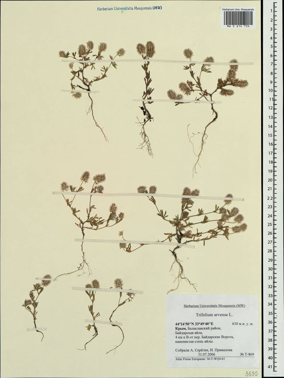 Trifolium arvense L., Crimea (KRYM) (Russia)