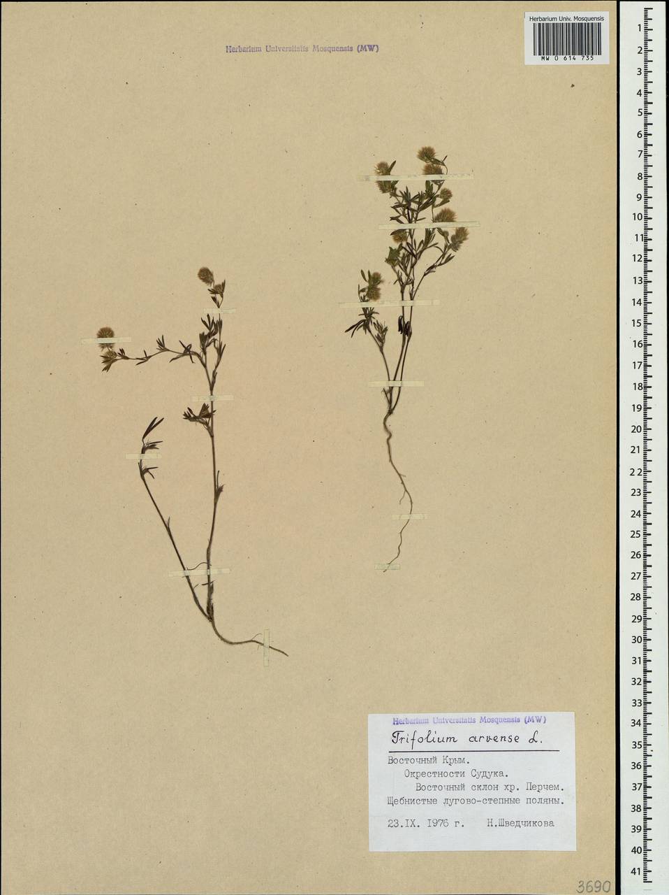 Trifolium arvense L., Crimea (KRYM) (Russia)