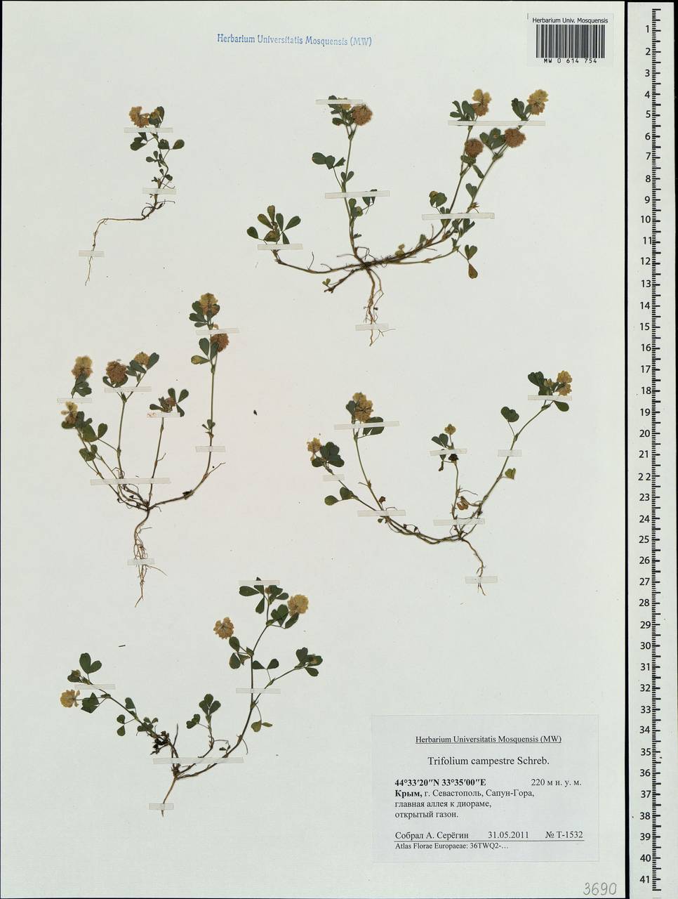 Trifolium campestre Schreb., Crimea (KRYM) (Russia)