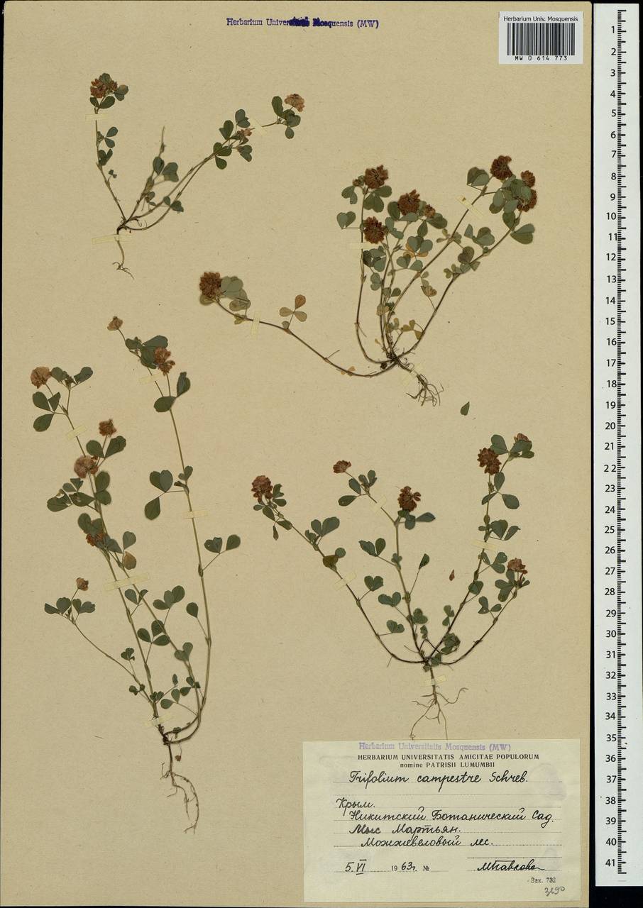 Trifolium campestre Schreb., Crimea (KRYM) (Russia)