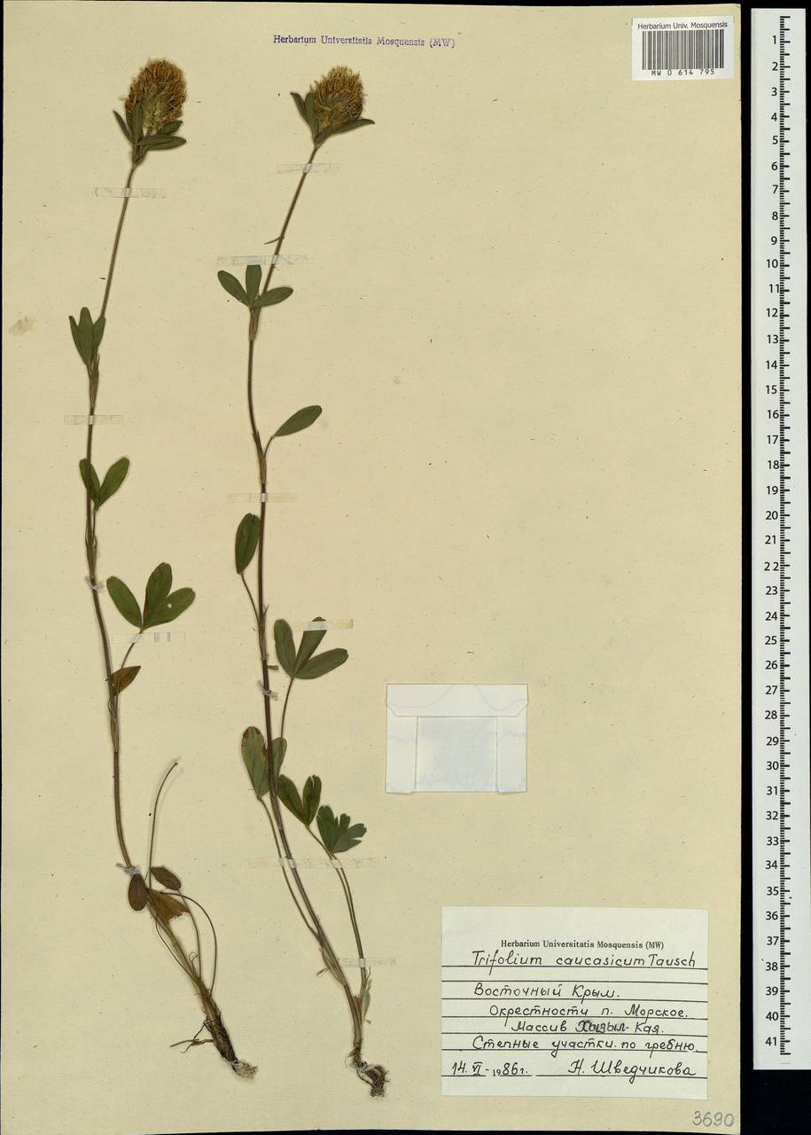 Trifolium ochroleucon subsp. ochroleucon, Crimea (KRYM) (Russia)