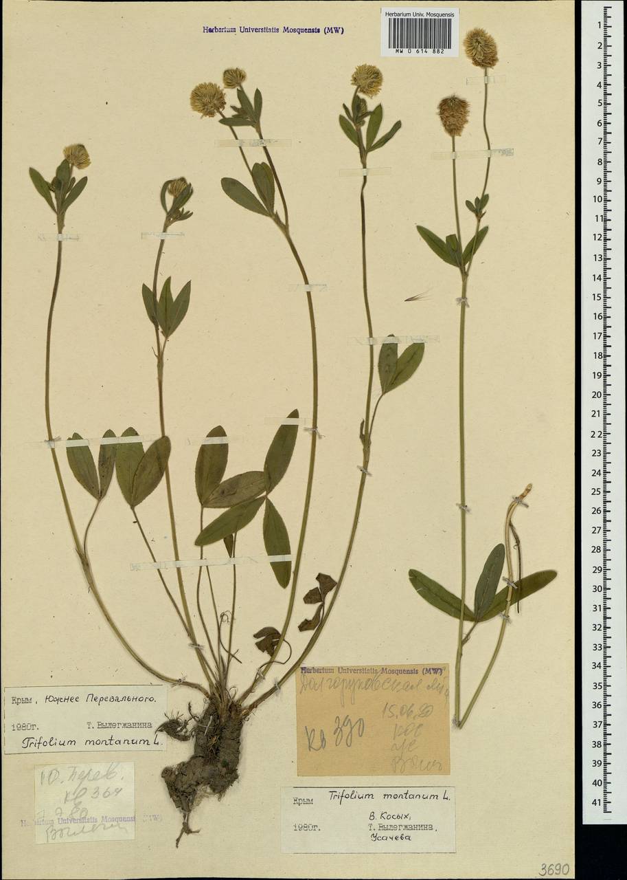 Trifolium montanum L., Crimea (KRYM) (Russia)