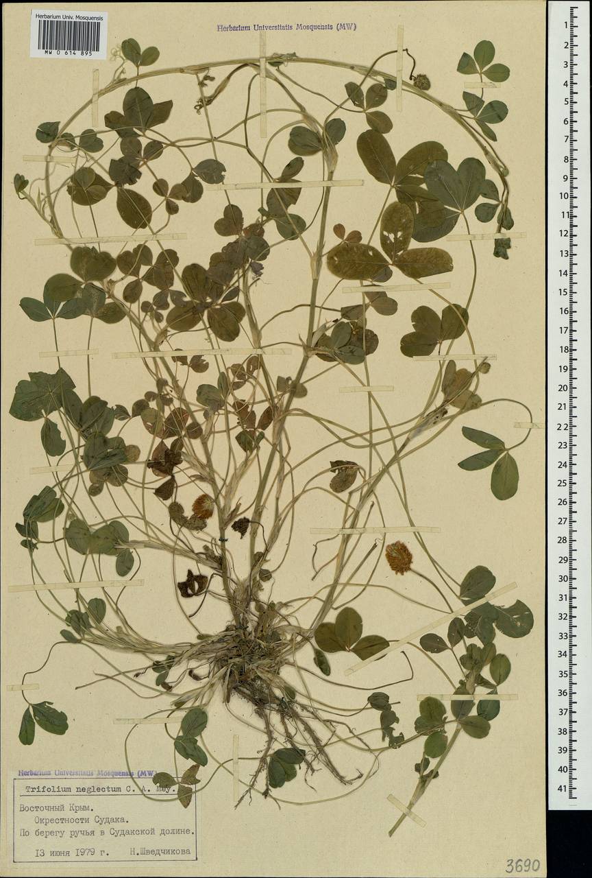 Trifolium fragiferum subsp. bonannii (C.Presl)Sojak, Crimea (KRYM) (Russia)