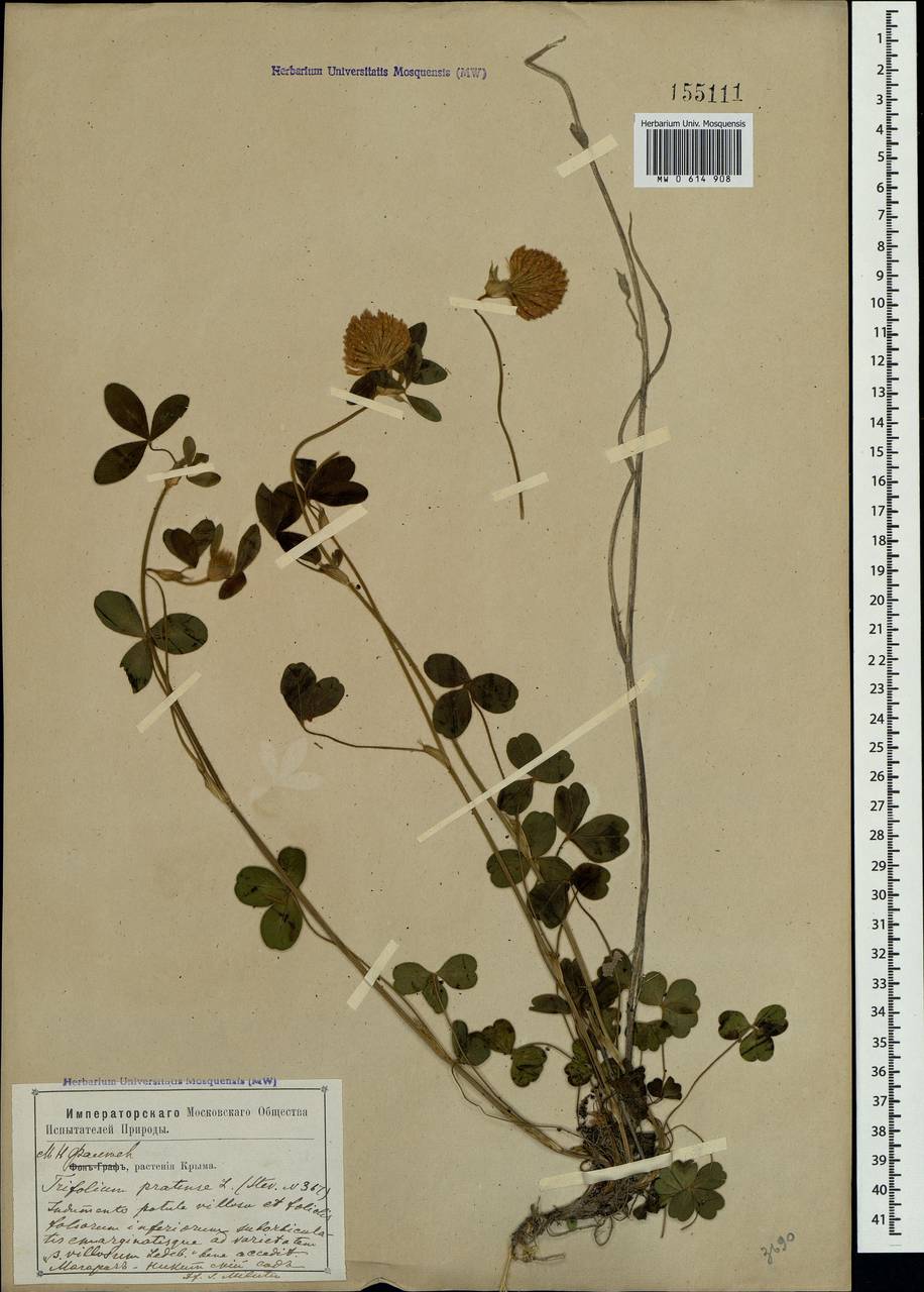 Trifolium pratense L., Crimea (KRYM) (Russia)
