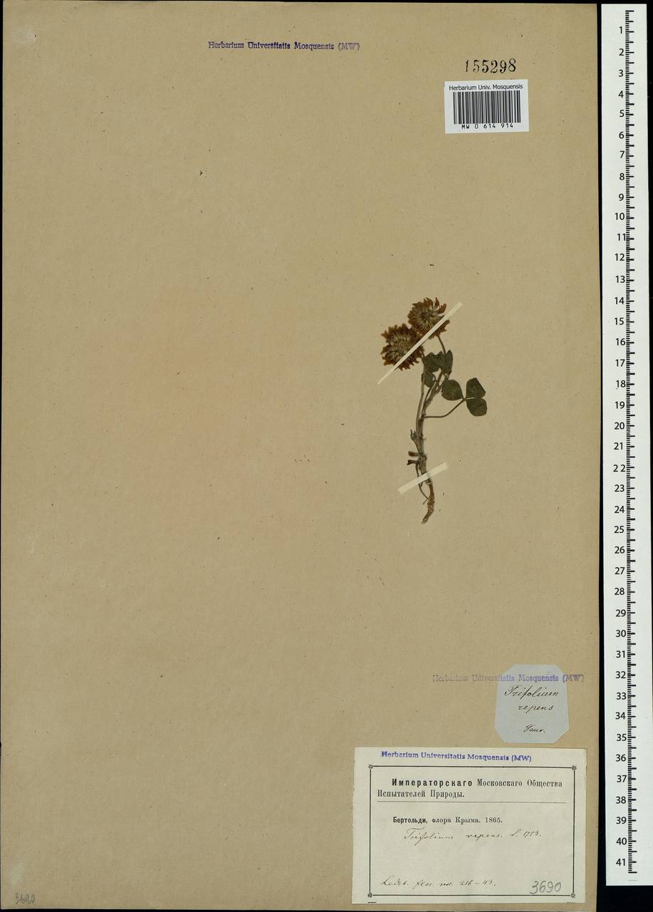 Trifolium repens L., Crimea (KRYM) (Russia)