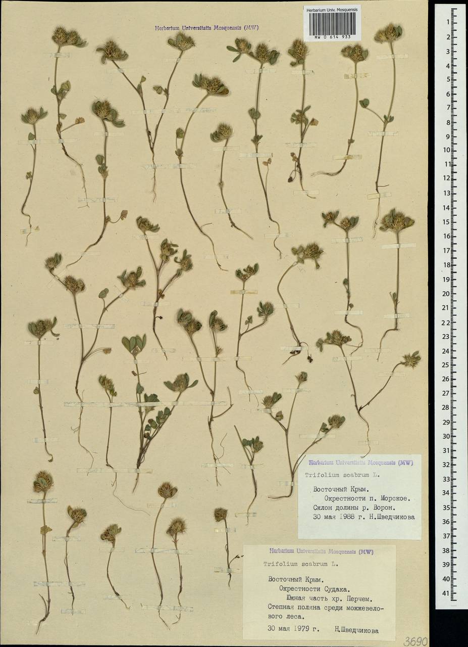 Trifolium scabrum L., Crimea (KRYM) (Russia)