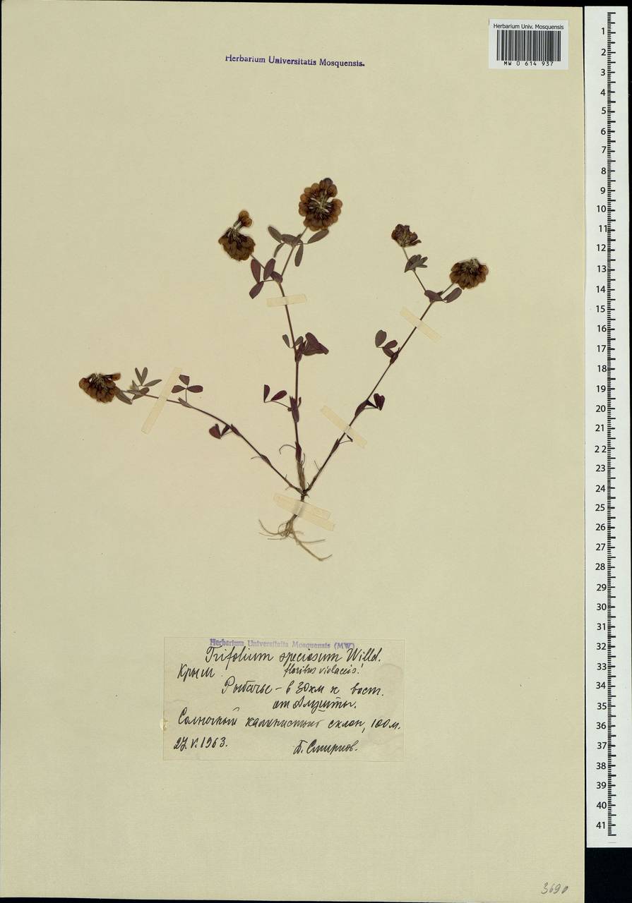 Trifolium grandiflorum Schreb., Crimea (KRYM) (Russia)