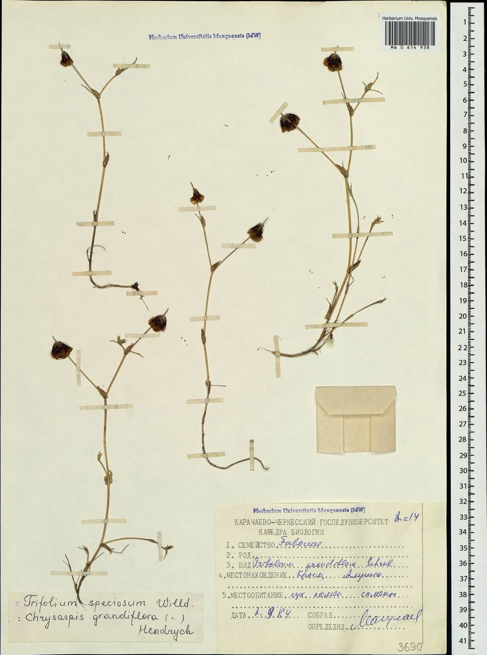 Trifolium grandiflorum Schreb., Crimea (KRYM) (Russia)
