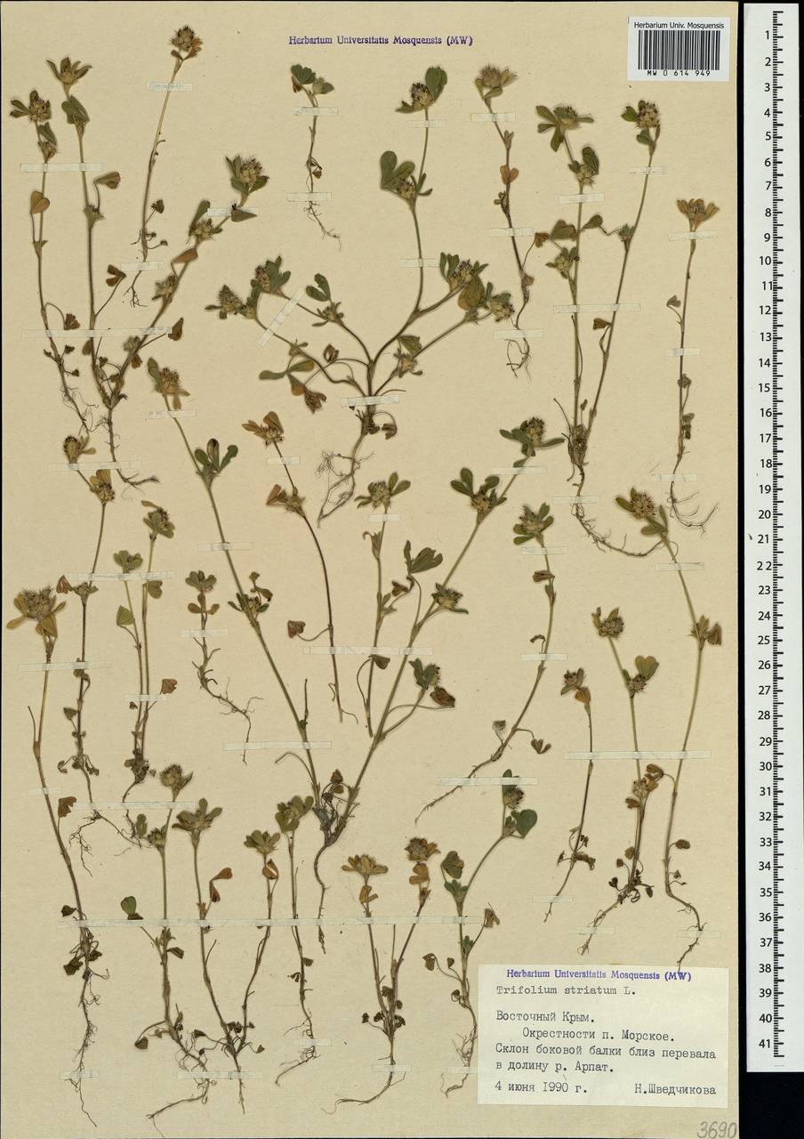 Trifolium striatum L., Crimea (KRYM) (Russia)