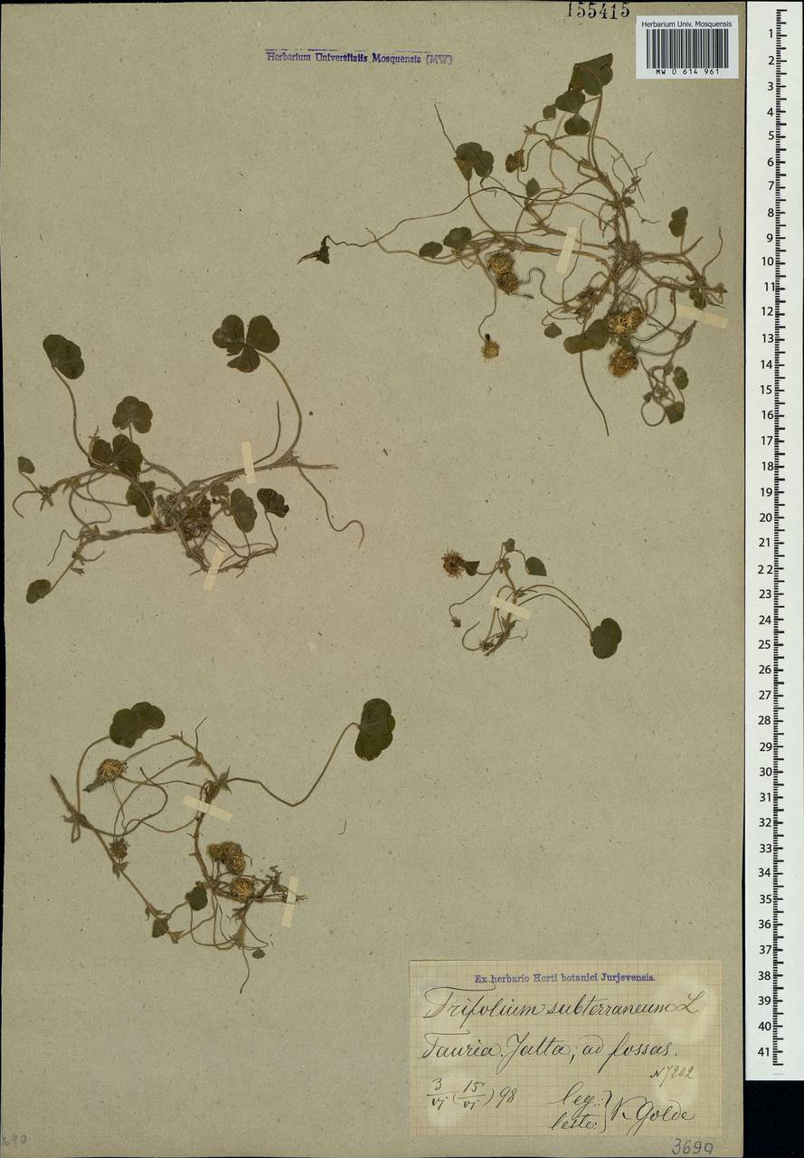 Trifolium subterraneum L., Crimea (KRYM) (Russia)