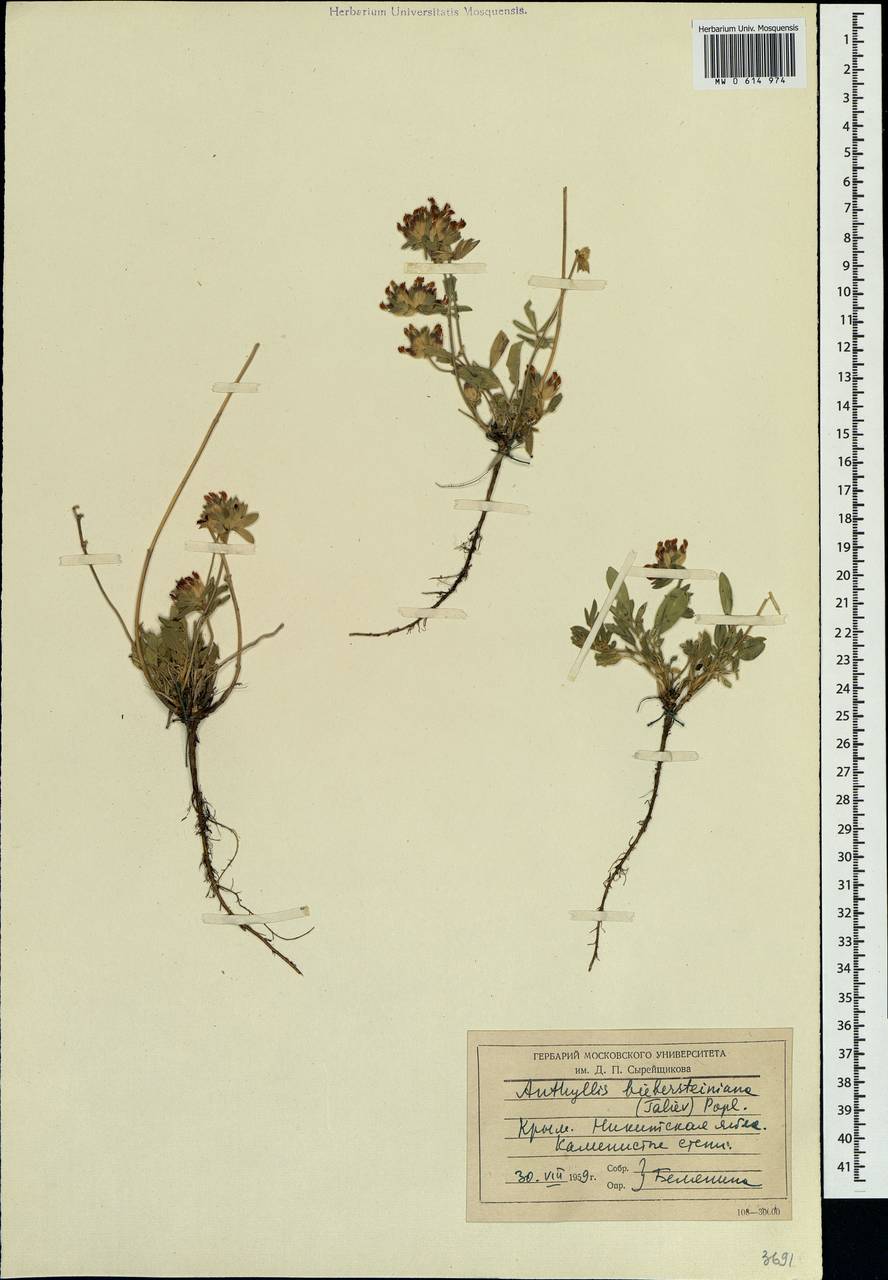 Anthyllis vulneraria subsp. pulchella (Vis.)Bornm., Crimea (KRYM) (Russia)