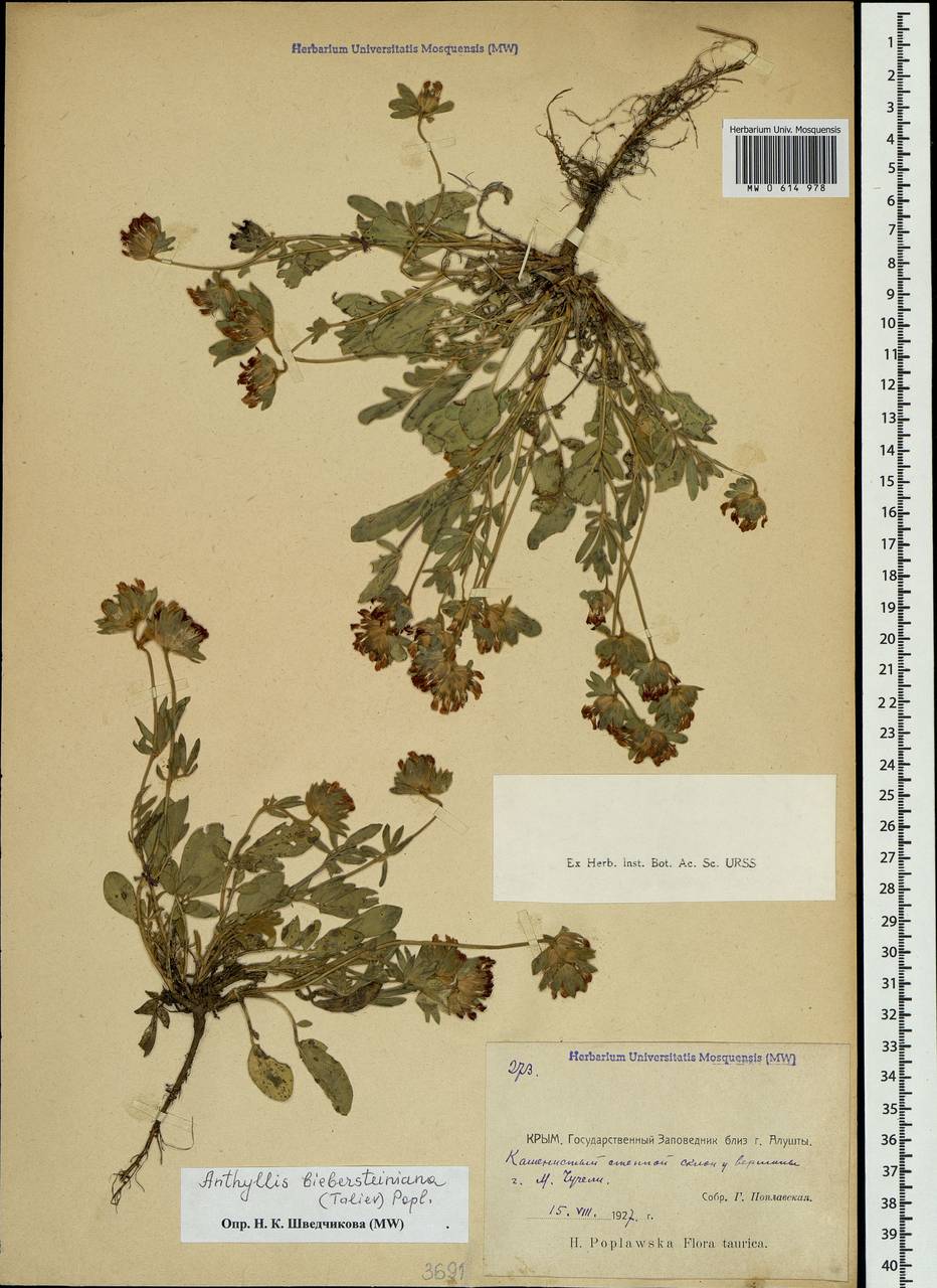 Anthyllis vulneraria subsp. pulchella (Vis.)Bornm., Crimea (KRYM) (Russia)