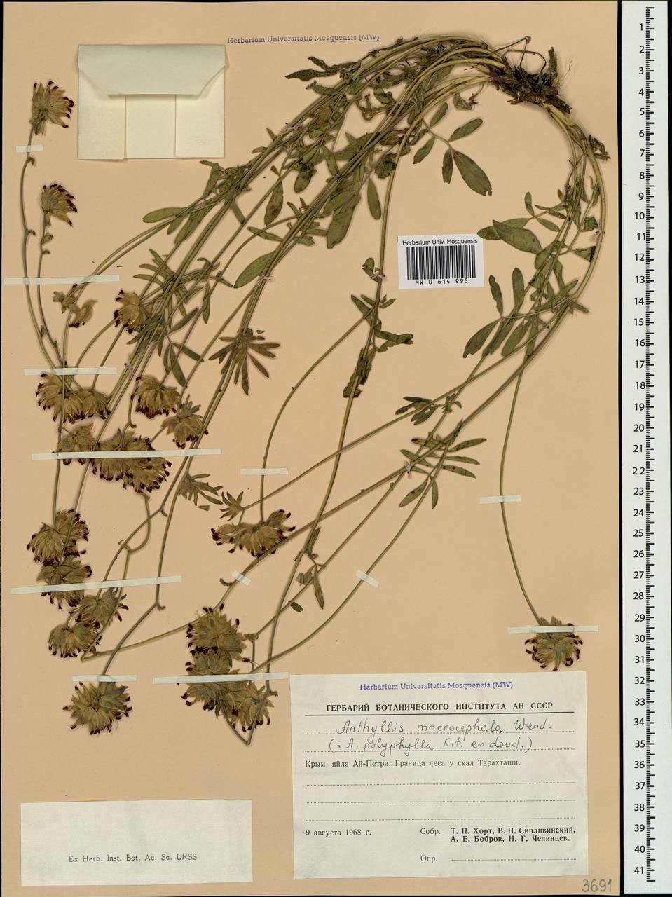 Anthyllis vulneraria subsp. polyphylla (DC.)Nyman, p.p., Crimea (KRYM) (Russia)