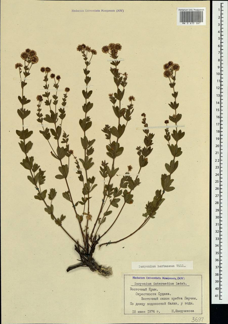 Dorycnium pentaphyllum subsp. herbaceum (Vill.)Rouy, Crimea (KRYM) (Russia)