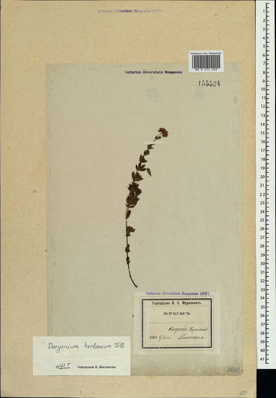 Dorycnium pentaphyllum subsp. herbaceum (Vill.)Rouy, Crimea (KRYM) (Russia)