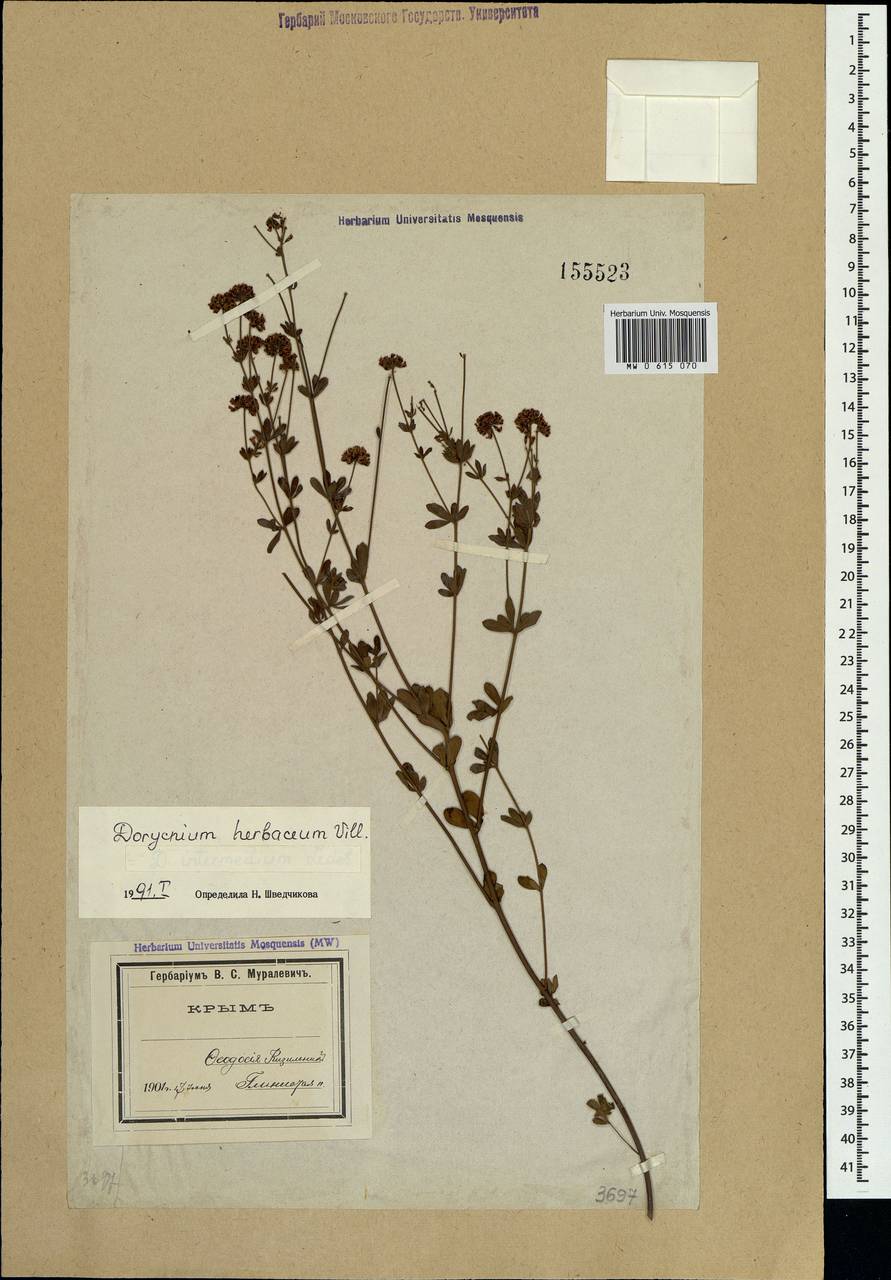 Dorycnium pentaphyllum subsp. herbaceum (Vill.)Rouy, Crimea (KRYM) (Russia)