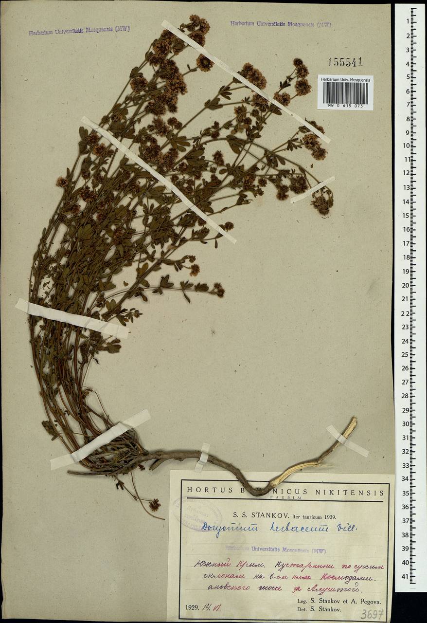 Dorycnium pentaphyllum subsp. herbaceum (Vill.)Rouy, Crimea (KRYM) (Russia)