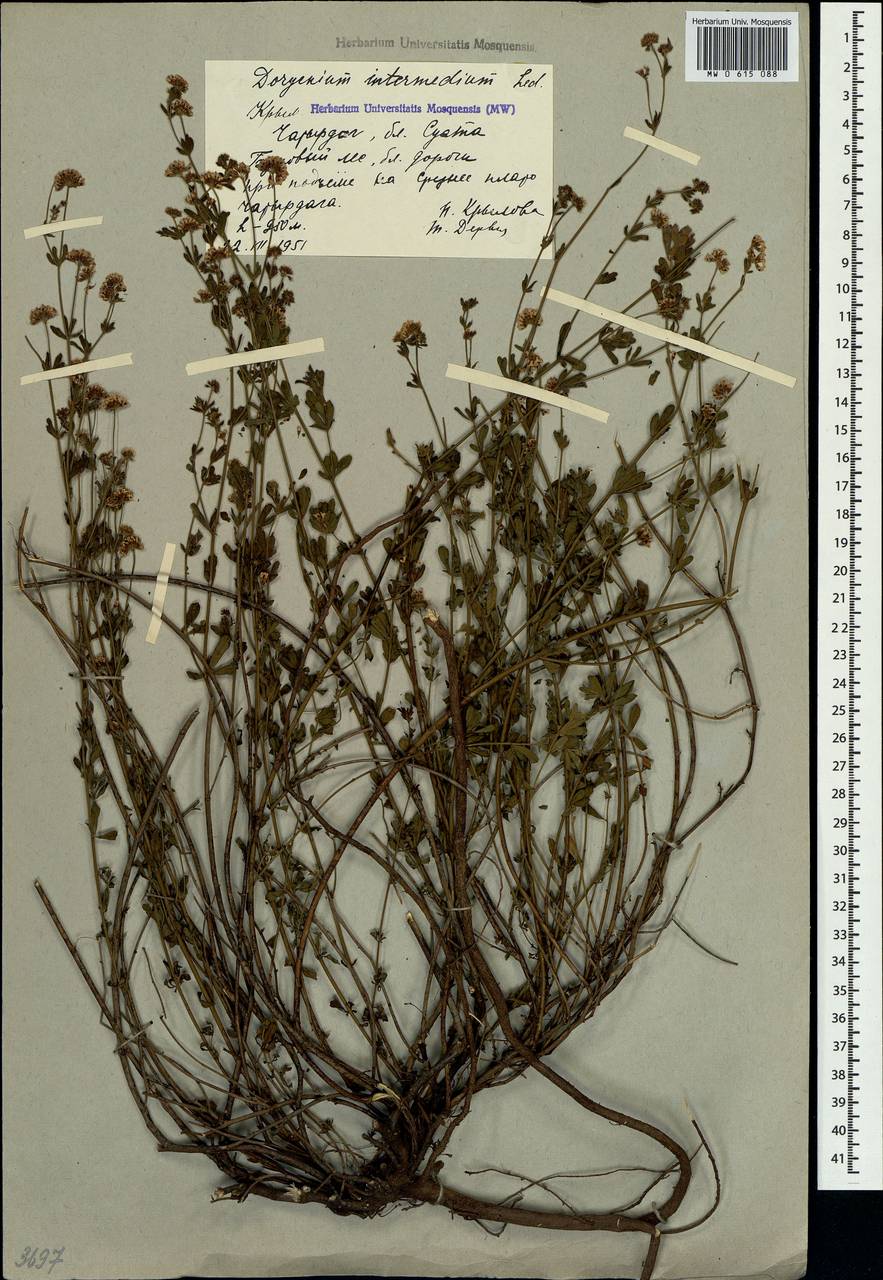 Lotus herbaceus (Vill.) Jauzein, Crimea (KRYM) (Russia)