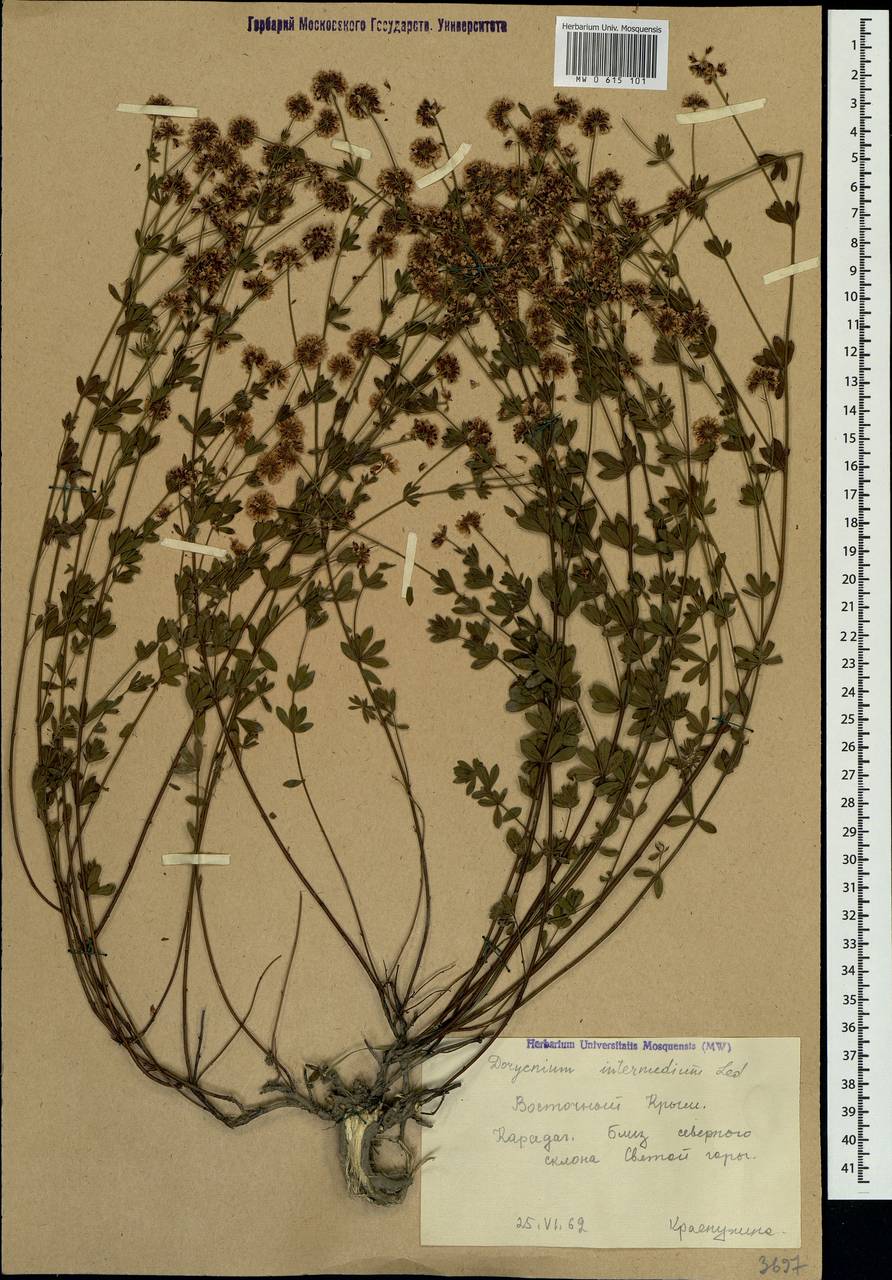 Lotus herbaceus (Vill.) Jauzein, Crimea (KRYM) (Russia)